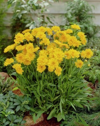COREOPSIS
‘EARLY SUNRISE’

Hardy perennial
Clump forming
Height: 45cm (18”)
Beneficial to wildlife
