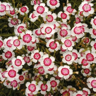 DIANTHUS
‘ARCTIC FIRE’
Hardy perennial
Great ground cover
Height: 15-20cm (6-8”)
Sun or part shade
