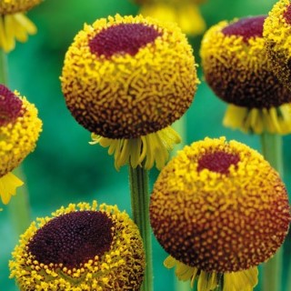 HELENIUM
‘AUTUMN LOLLIPOP’

Hardy perennial
Sun or part shade
Height: 90cm (36”)
Very unusual flowers
Beneficial to wildlife

