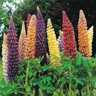 LUPIN
‘BAND OF NOBLES’

Hardy perennial
Great colours
Height: 100cm (36”)
Beneficial to wildlife
