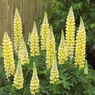 LUPIN
‘CHANDELIER’

Hardy perennial
Great colours
Height: 100cm (36”)
Beneficial to wildlife
