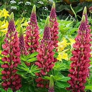 LUPIN
‘MY CASTLE’

Hardy perennial
Great colours
Height: 100cm (36”)
Beneficial to wildlife
