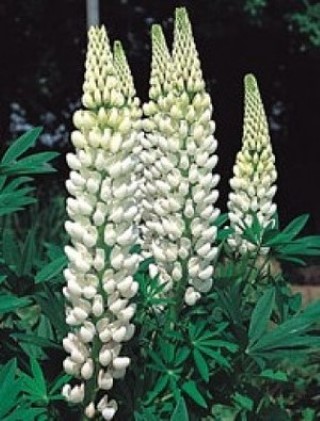 LUPIN
‘NOBLE MAIDEN’

Hardy perennial
Sun or part shade
Stunning colour
Height: 100cm (36”)
Beneficial to wildlife
