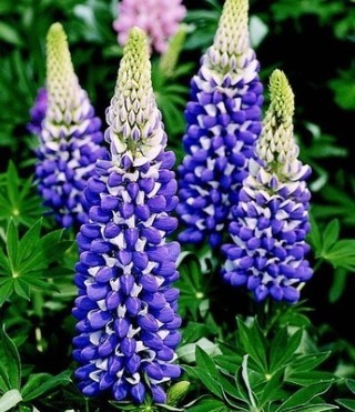 LUPIN
‘THE GOVERNOR’

Hardy perennial
Great colours
Stunning colour
Height: 100cm (36”)
Beneficial to wildlife
