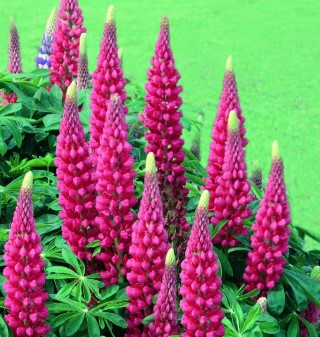 LUPIN
‘THE PAGES’

Hardy perennial
Great colours
Height: 100cm (36”)
Beneficial to wildlife

