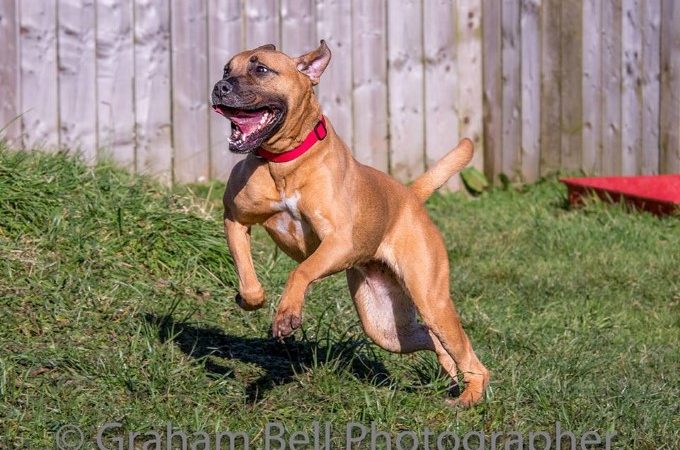 Berwick Animal Rescue Kennels | Dogs Needing Rehoming