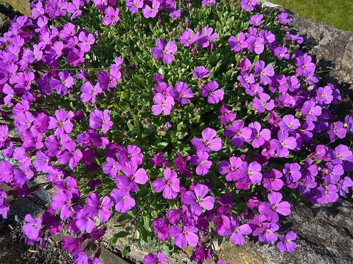 AUBRETIA
	HARDY PERENNIAL
	COTTAGE GARDEN FAVOURITE
	LOVED BY POLLINATORS
	LOW GROWING
	PERFECT FOR WALLS
