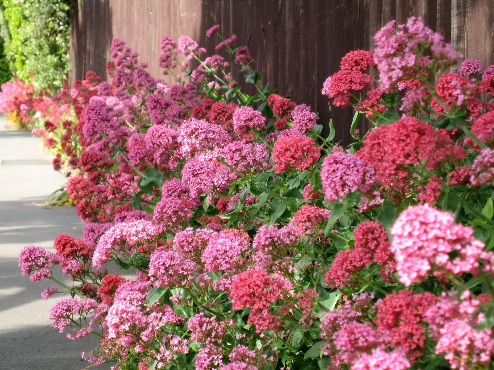 CENTRANTHUS
	VERY HARDY PERENNIAL
	COTTAGE GARDEN FAVOURITE
	LOVED BY POLLINATORS
	SUITABLE FOR ANY ASPECT
	EXCELLENT FOR CUTTING
