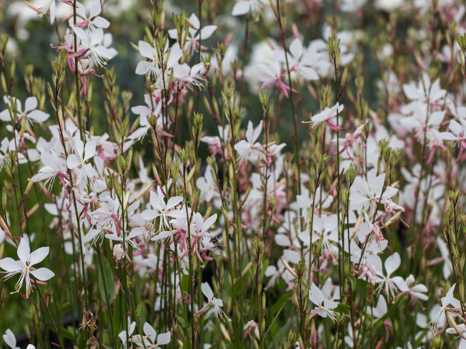 GAURA
	HARDY PERENNIAL
	COTTAGE GARDEN FAVOURITE
	LOVED BY POLLINATORS
	SUITABLE FOR CONTAINERS
	SUITABLE FOR CUTTING
