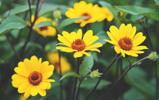 HELIOPSIS
	HARDY PERENNIAL
	CLUMP FORMING
	STATELY PLANT
	LOVED BY POLLINATORS
	COTTAGE GARDEN FAVOURITE
