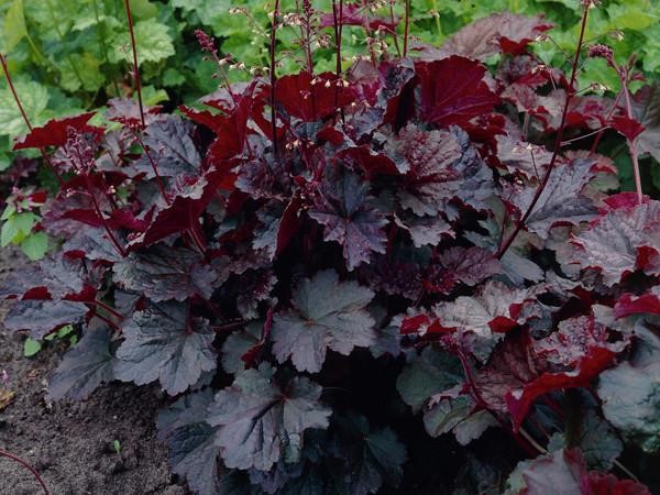 HEUCHERA
	HARDY PERENNIAL
	EXCELLENT GROUNDCOVER
	SUITABLE FOR CONTAINERS
	SUITABLE FOR ANY ASPECT
	STUNNING FOLIAGE
