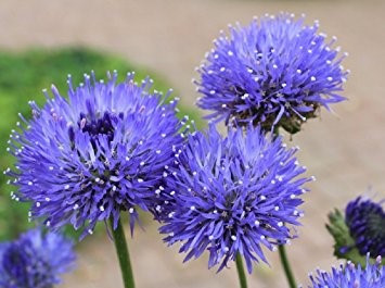 JASIONE
	HARDY PERENNIAL
	UK NATIVE
	LOVED BY POLLINATORS
	SUITABLE FOR CONTAINER
	RELIABLE & EASY TO GROW
