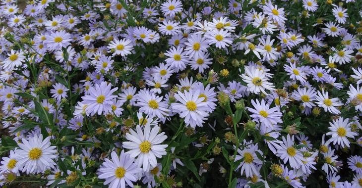 KALIMERIS
	HARDY PERENNIAL
	LOVED BY BEES
	FULL SUN ASPECT
	VERY FREE FLOWERING
	RELIABLE & EASY TO GROW
