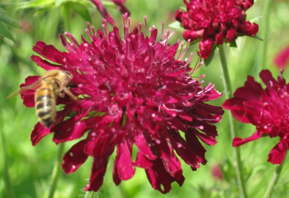 KNAUTIA
	VERY HARDY PERENNIAL
	COTTAGE GARDEN FAVOURITE
	LOVED BY BEES
	POSITION ANY ASPECT
	LONG FLOWERING SEASON
