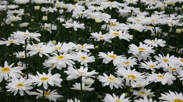 LEUCANTHEMUM
	VERY HARDY PERENNIAL
	SUITABLE FOR ANY POSITION
	LOVED BY POLLINATORS
	EASY TO GROW
	SUITABLE FOR CUTTING
