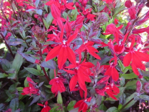 Lobelia Queen Victoria
	HARDY PERENNIAL
	LOVED BY BEES
	SUITABLE FOR ANY ASPECT
	STUNNING COLOUR
	SUITABLE FOR CONTAINERS
