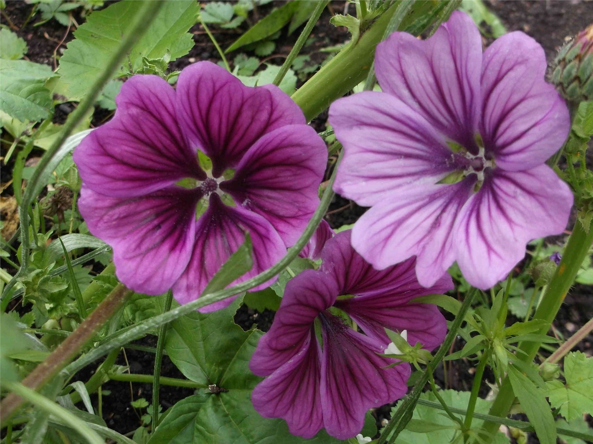 Malva Zebrina
	HARDY PERENNIAL/BIENNIAL
	STATELY PLANT
	LOVED BY BEES
	COTTAGE GARDEN FAVOURITE
	STUNNING FLOWER COLOUR
