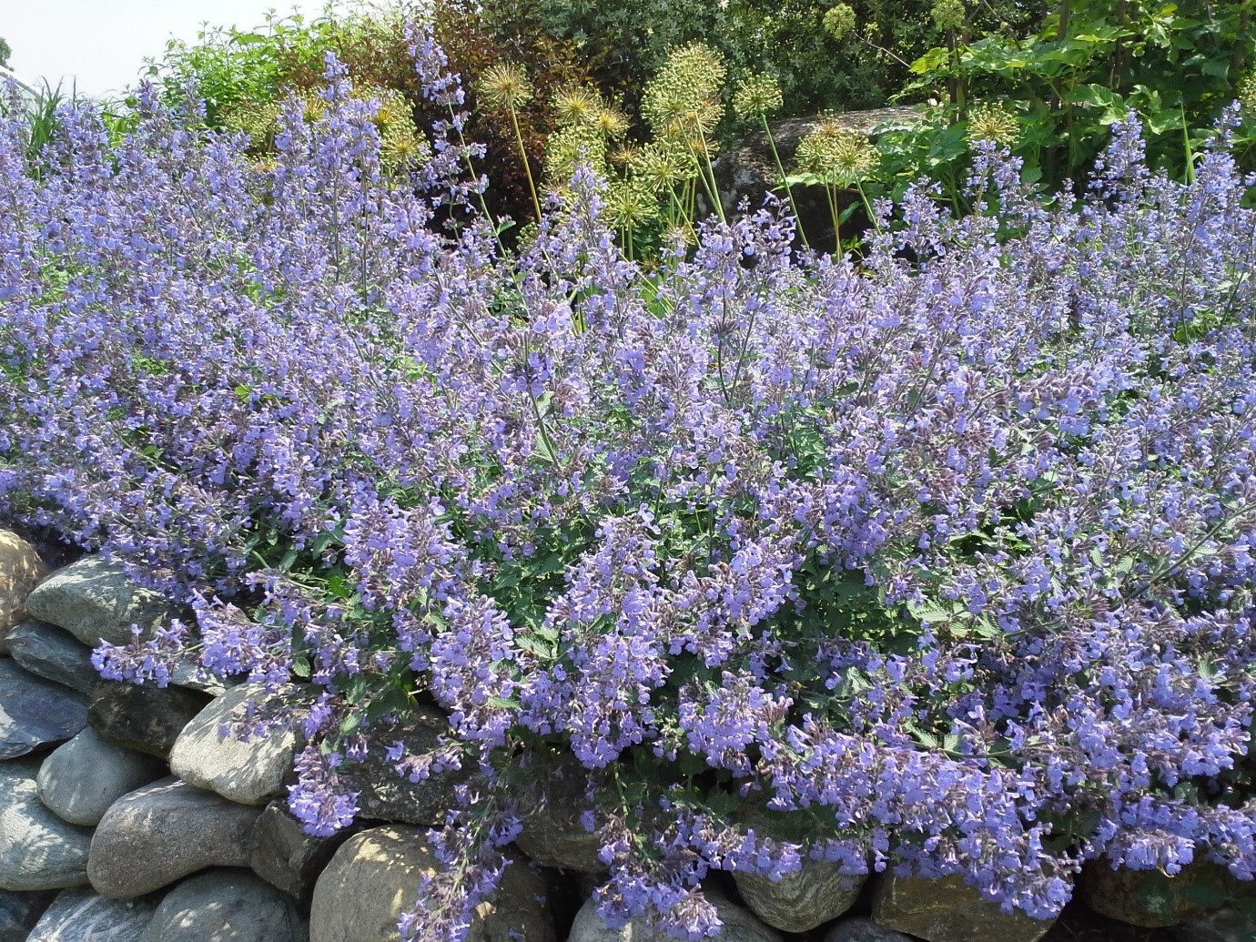 NEPETA
	HARDY PERENNIAL
	A ‘MUST HAVE’ FOR CATS
	LOVED BY BEES
	COTTAGE GARDEN FAVOURITE
	RELIABLE & EASY TO GROW
