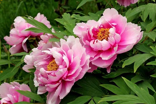PEONY
	HARDY PERENNIAL
	STUNNING FLOWERS
	COTTAGE GARDEN FAVOURITE
	SUITABLE FOR CUTTING
	SCENTED FLOWERS
