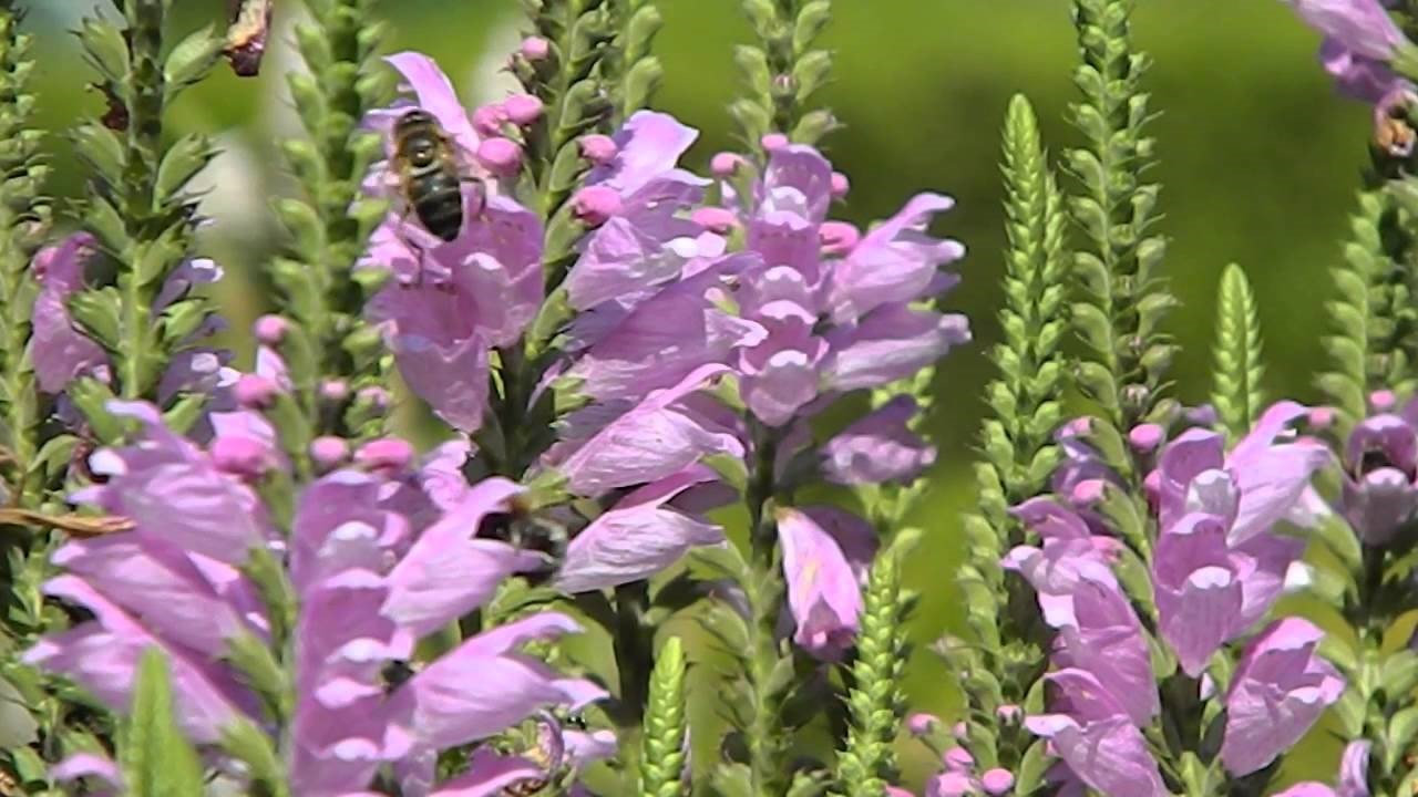 PHYSOSTEGIA
	HARDY PERENNIAL
	COTTAGE GARDEN FAVOURITE
	LOVED BY BEES
	AUTUMN FLOWERING
	CURIOUS FLOWERS
