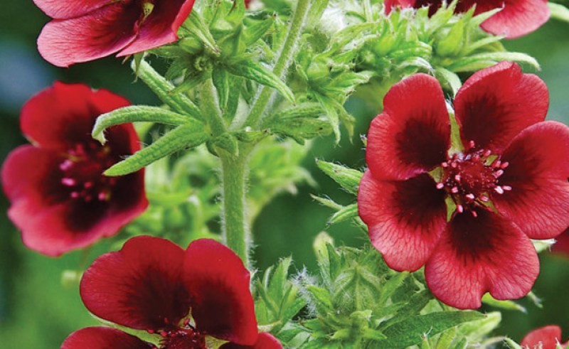 POTENTILLA
	VERY HARDY PERENNIAL
	SUPERB GROUND COVER
	SUITABLE FOR CONTAINERS
	RELIABLE & EASY TO GROW
	LONG FLOWERING PERIOD
