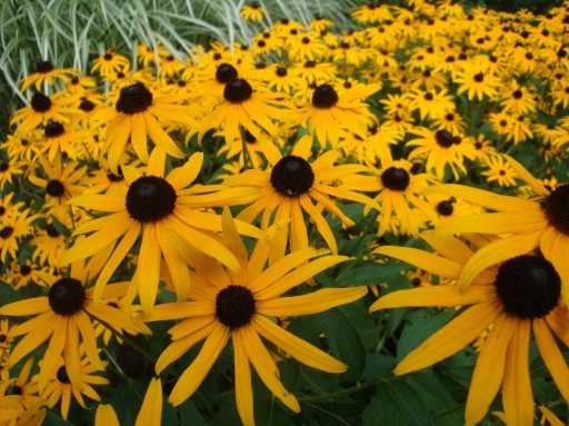 RUDBECKIA
	VERY HARDY PERENNIAL
	COTTAGE GARDEN FAVOURITE
	LOVED BY POLLINATORS
	RELIABLE & EASY TO GROW
	AUTUMN FLOWERING
