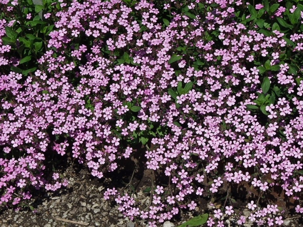 SAPONARIA
	HARDY PERENNIAL
	LOVED BY POLLINATORS
	RELIABLE TO GROW
	SUPERB GROUND COVER
	SUITABLE FOR CONTAINER
