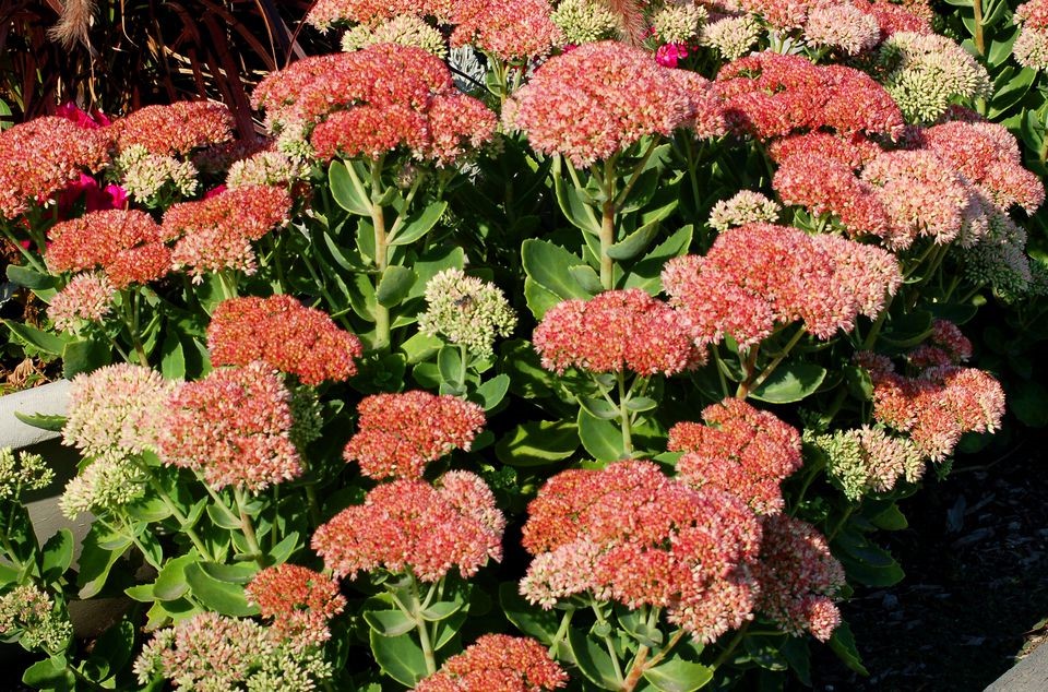SEDUM
	HARDY PERENNIAL
	LOVED BY POLLINATORS
	AUTUMN FLOWERING
	ASPECT FULL SUN
	RELIABLE & EASY TO GROW
