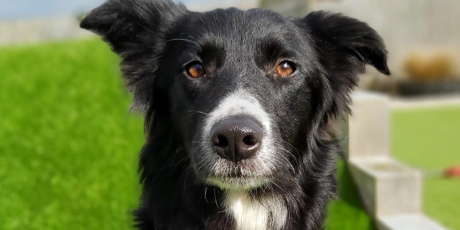 Berwick Animal Rescue Kennels | Dogs Needing Rehoming