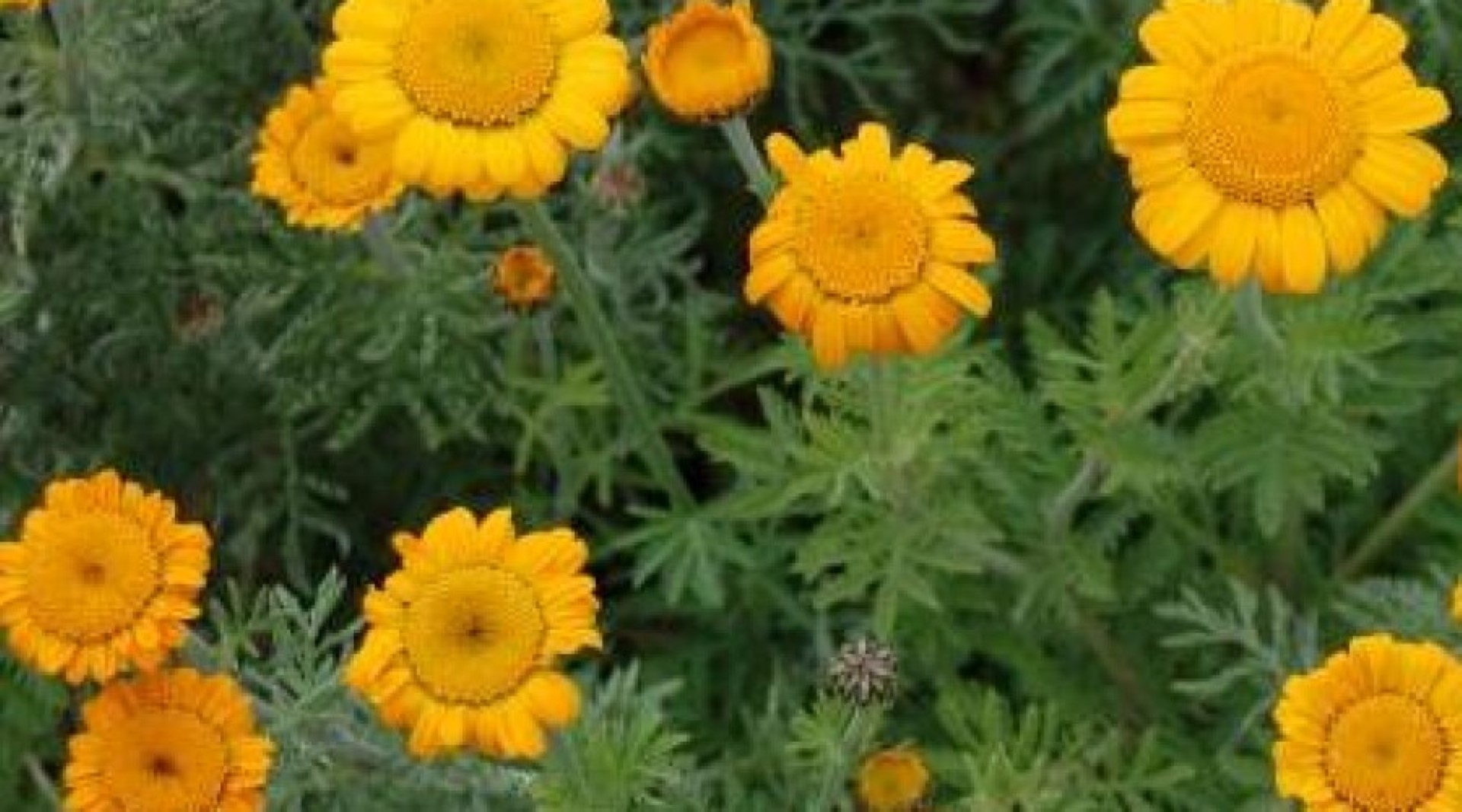 Anthemis-Sancti-Johannis-(Dyer’s Chamomile). Scented Clump Forming Deciduous Perennial With Daisy Like Orange Flowers During Summer. Grow In Sandy Well Drained Soil In Full Sun 60-90cm High X 60cm (Large)