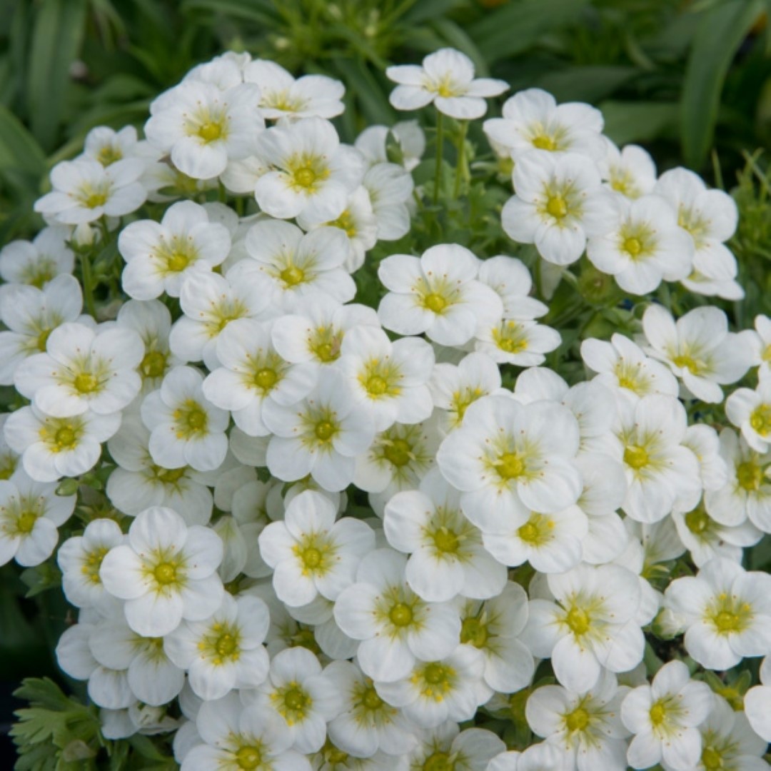 Arenaria Montana An evergreen alpine blanketing your summer garden with white, saucer-shaped blooms (Large)