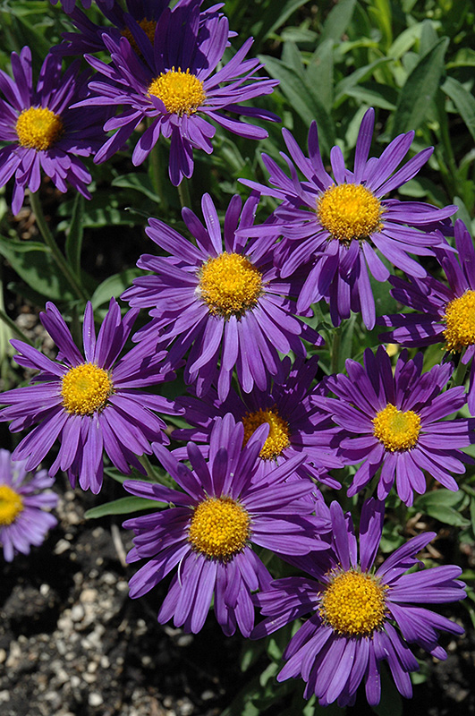 ASTER
	VERY HARDY PERENNIAL
	COTTAGE GARDEN FAVOURITE
	LOVED BY BEES
	AUTUMN FLOWERING
	RELIABLE & EASY TO GROW
