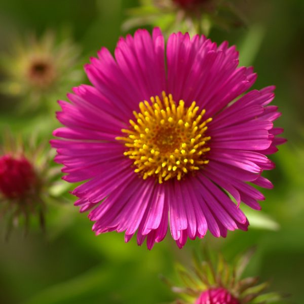 Aster - Septemberrubin

Very Hardy Perennial
Cottage Garden Favourite
Loved by Bees
Autumn Flowers
Reliable and easy to grow