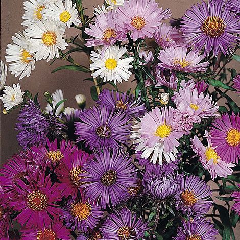 ASTER
	VERY HARDY PERENNIAL
	COTTAGE GARDEN FAVOURITE
	LOVED BY BEES
	AUTUMN FLOWERING
	RELIABLE & EASY TO GROW
