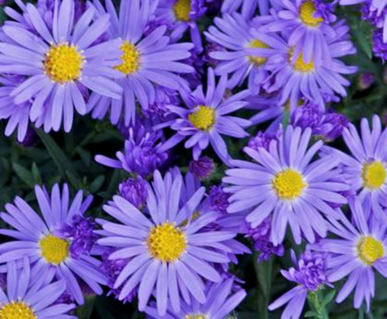 Aster rudolph gueff (Large)