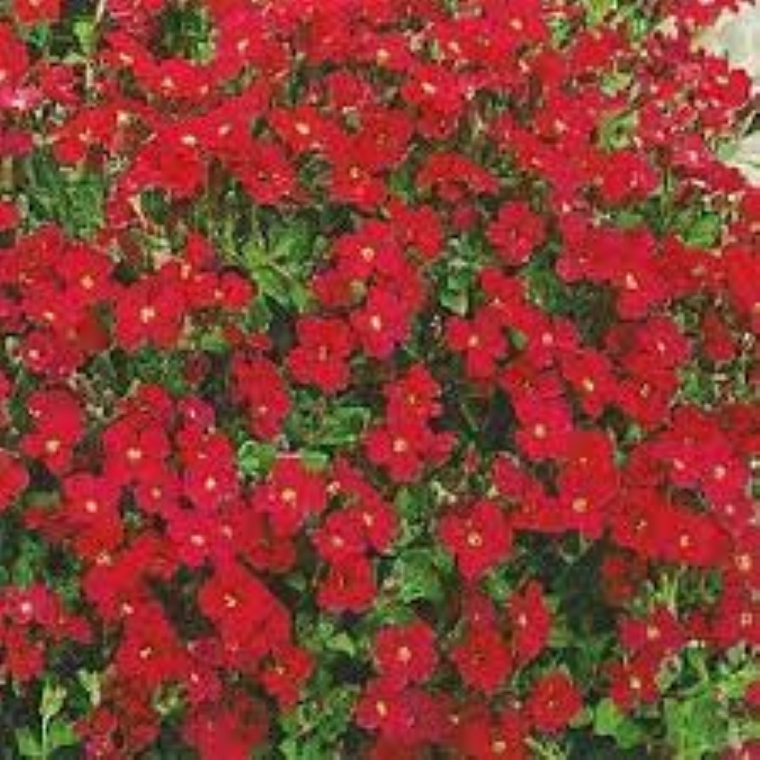aubretia royal red (Large)