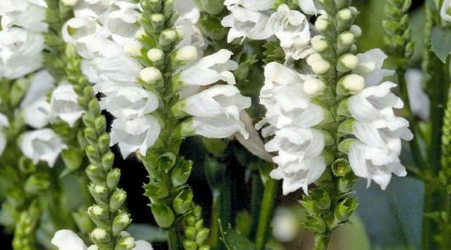 PHYSOSTEGIA
	HARDY PERENNIAL
	COTTAGE GARDEN FAVOURITE
	LOVED BY BEES
	AUTUMN FLOWERING
	CURIOUS FLOWERS
