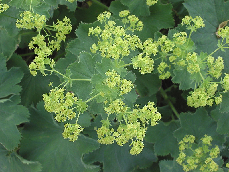 Alchemilla Mollis

All aspects
Attractive Foliage
Delicate yellow flowers
Ground cover
Hardy Perennial