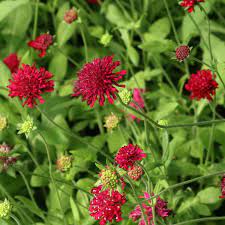 Knautia Red Knight

Very hardy perennial
Cottage garden favourite
Loved by bees
Position any aspect
Long flowering season