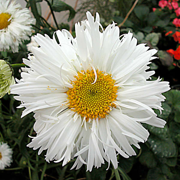 Leucanthemum Crazy Daisy

Very hardy perennial
Suitable for any position
Loved by Pollinators
Easy to grow
Suitable for cutting