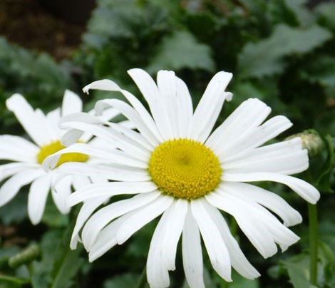 Leucanthemum Crazy Starburst
Suitable for any position
Loved by Pollinators
Easy to grow
Suitable for cutting