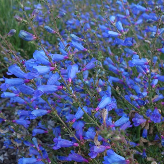 PENSTEMON
	HARDY PERENNIAL
	LOVED BY BEES
	COTTAGE GARDEN FAVOURITE
	PERFECT FOR CONTAINERS
	FLOWERS FOR MONTHS
