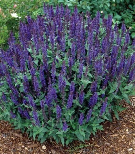 Salvia Violet Queen
