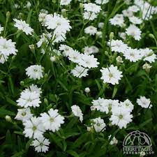 	HARDY PERENNIAL
	UK NATIVE
	LOVED BY BEES
	RELIABLE & EASY TO GROW
	COTTAGE GARDEN FAVOURITE

