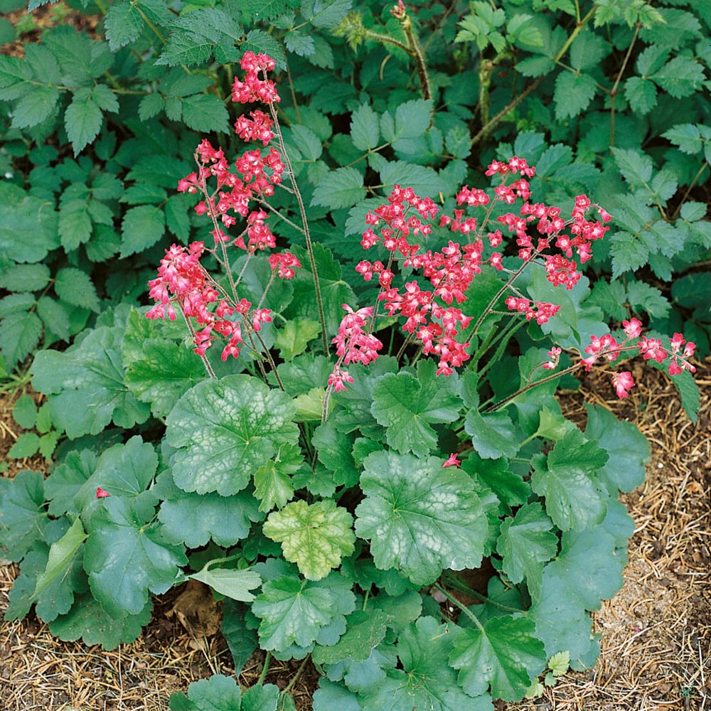 Hardy Perennial
Excellent Ground Cover
Suitable for Containers
Suitable for any aspect