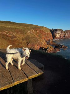 A terrier dog standing on a deck overlooking St Abbs bay
