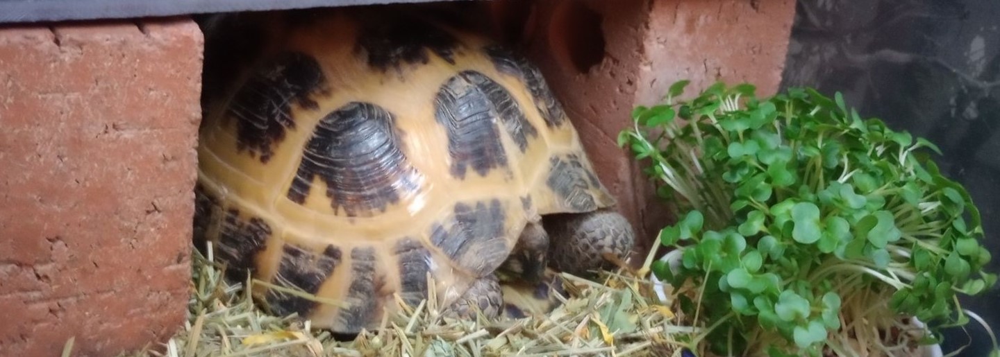 Animals Needing Rehoming Archives - Berwick Animal Rescue Kennels