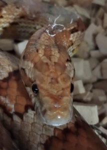 A corn snake head showing a part shed